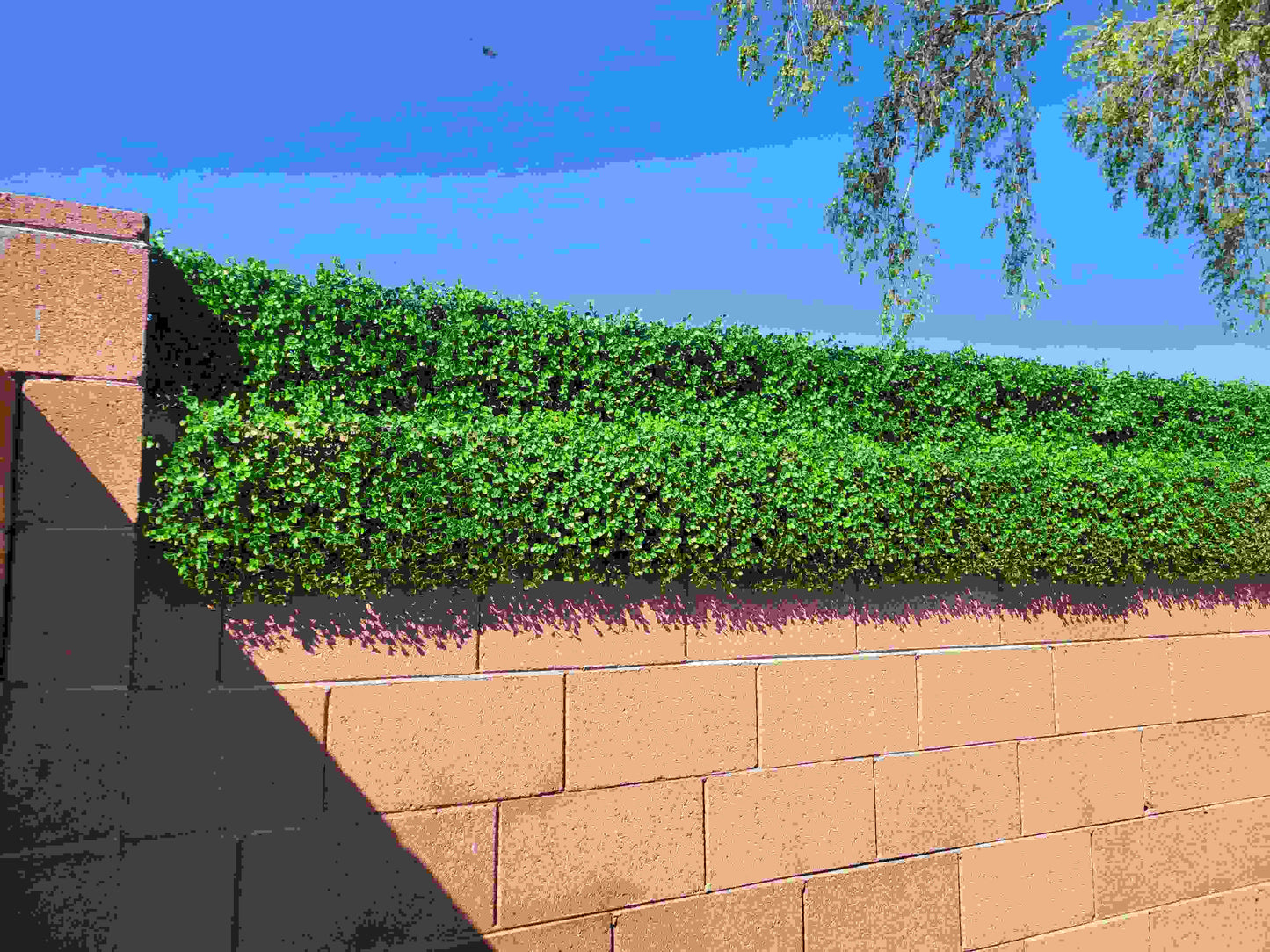 10 Inch Hedge Fence Extender [Haven Mini]